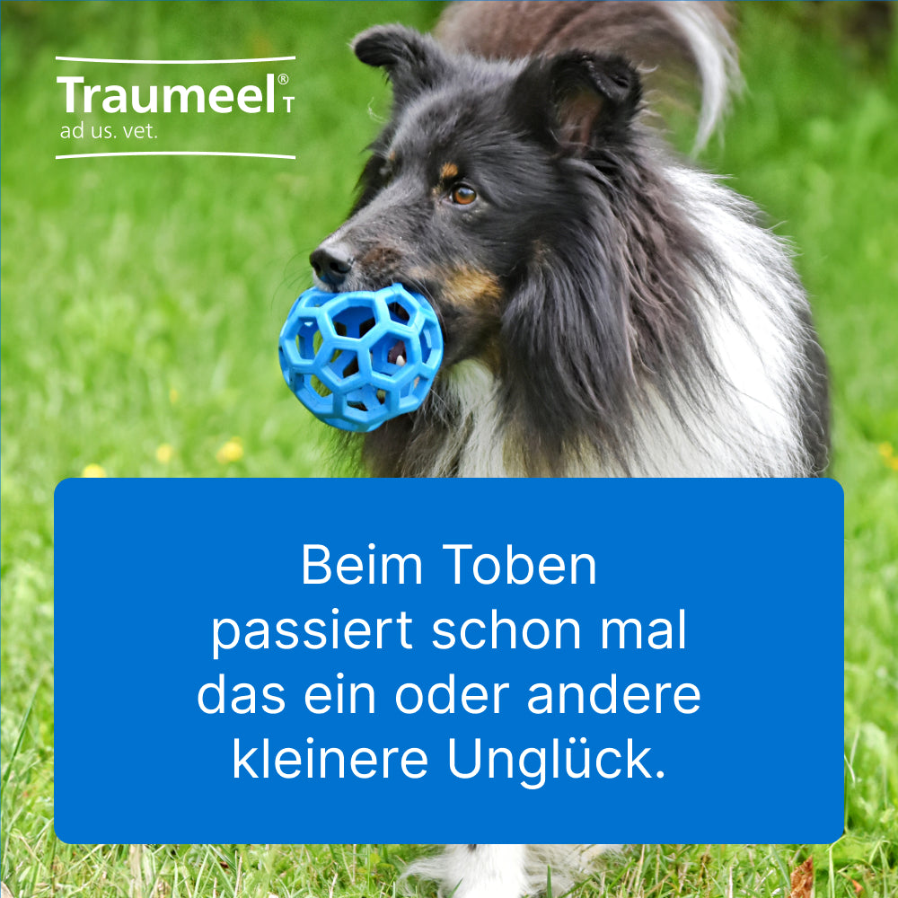Schwarzer und weißer Hund mit blauem Spielball im Maul auf grüner Wiese, Text 'Beim Toben passiert schon mal das ein oder andere kleinere Unglück' und Traumeel-Logo