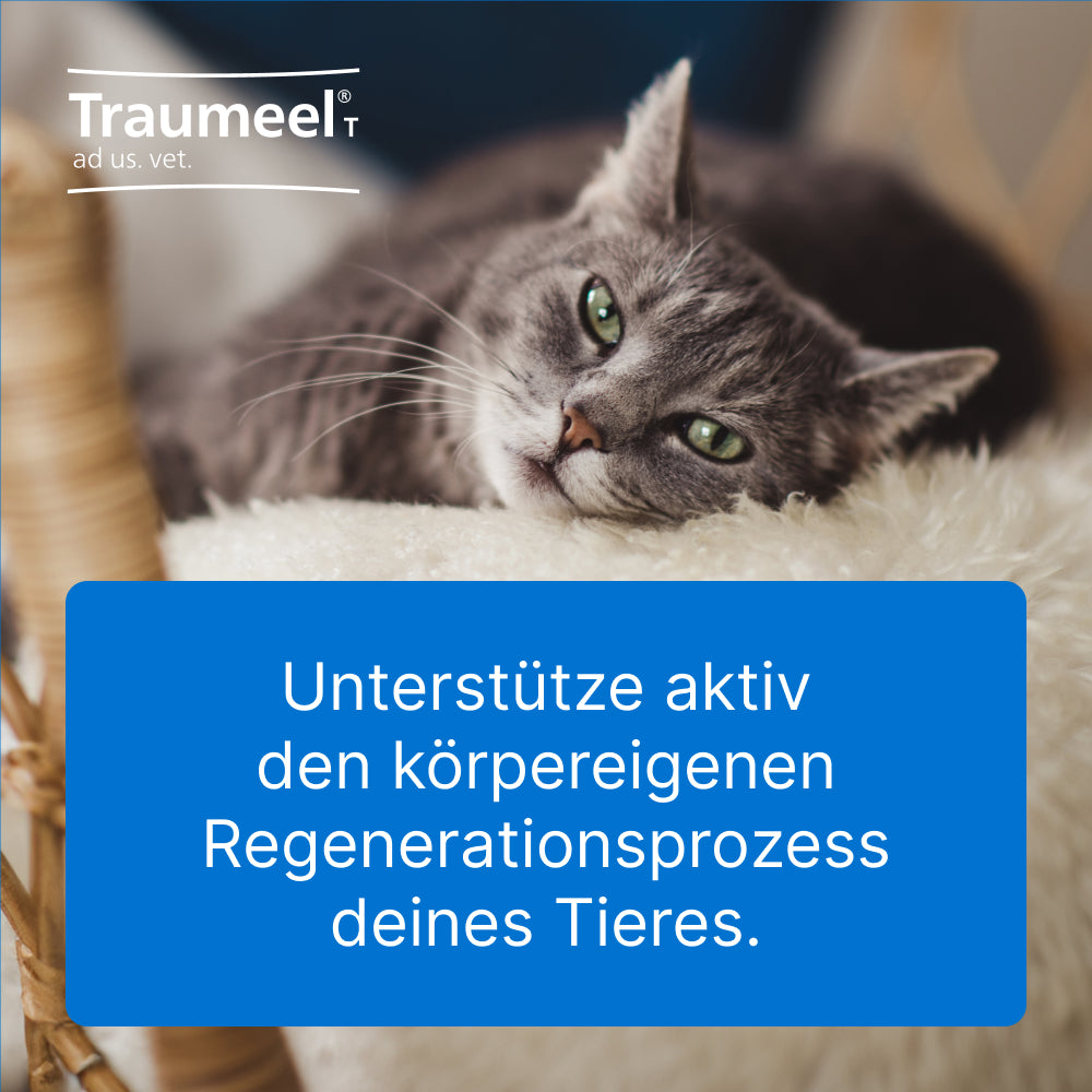 Graue Katze mit grünen Augen liegt auf einem weißen Fell, Text 'Unterstütze aktiv den körpereigenen Regenerationsprozess deines Tieres', Traumeel-Logo