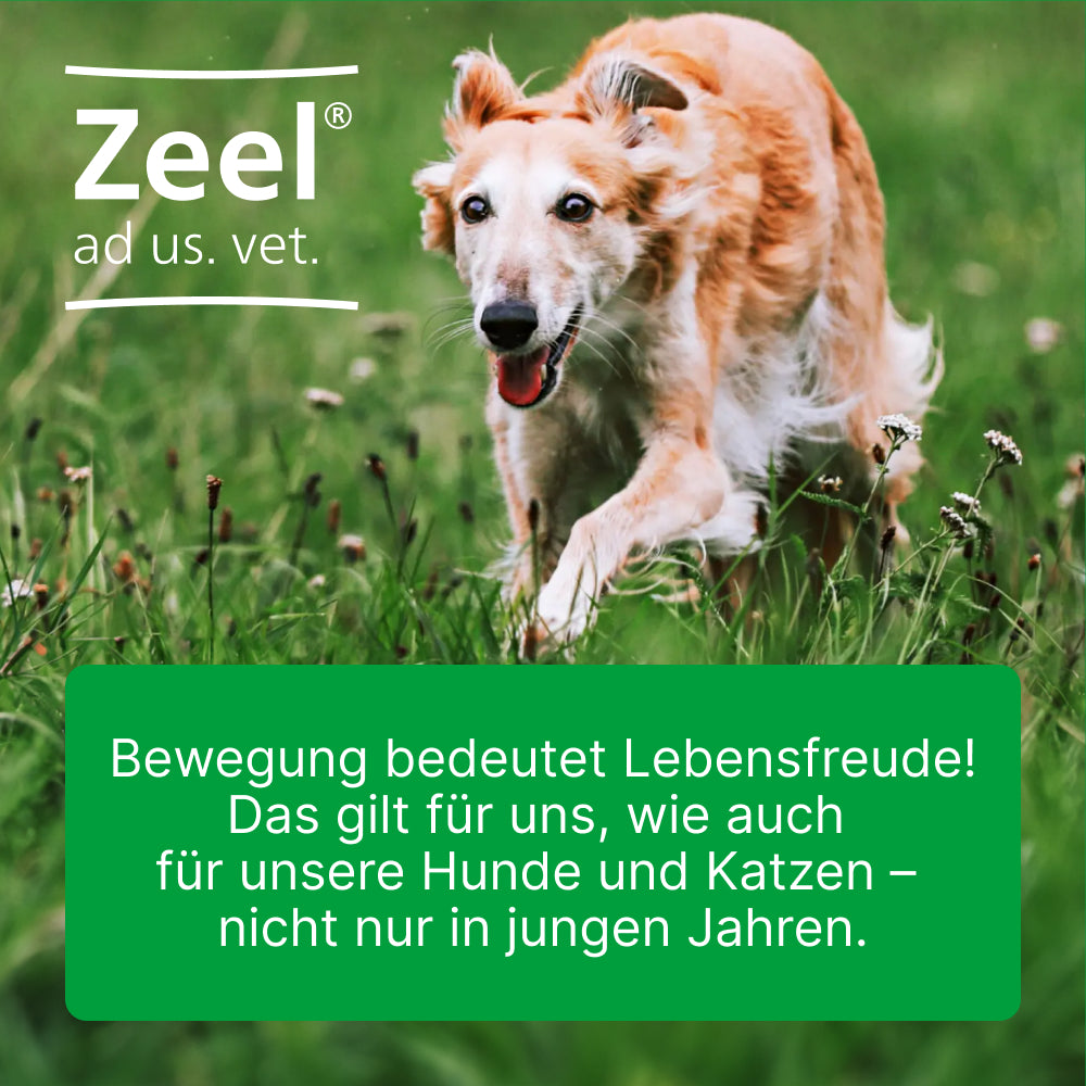 Zeel Tabletten für Hunde & Katzen I 100 St.