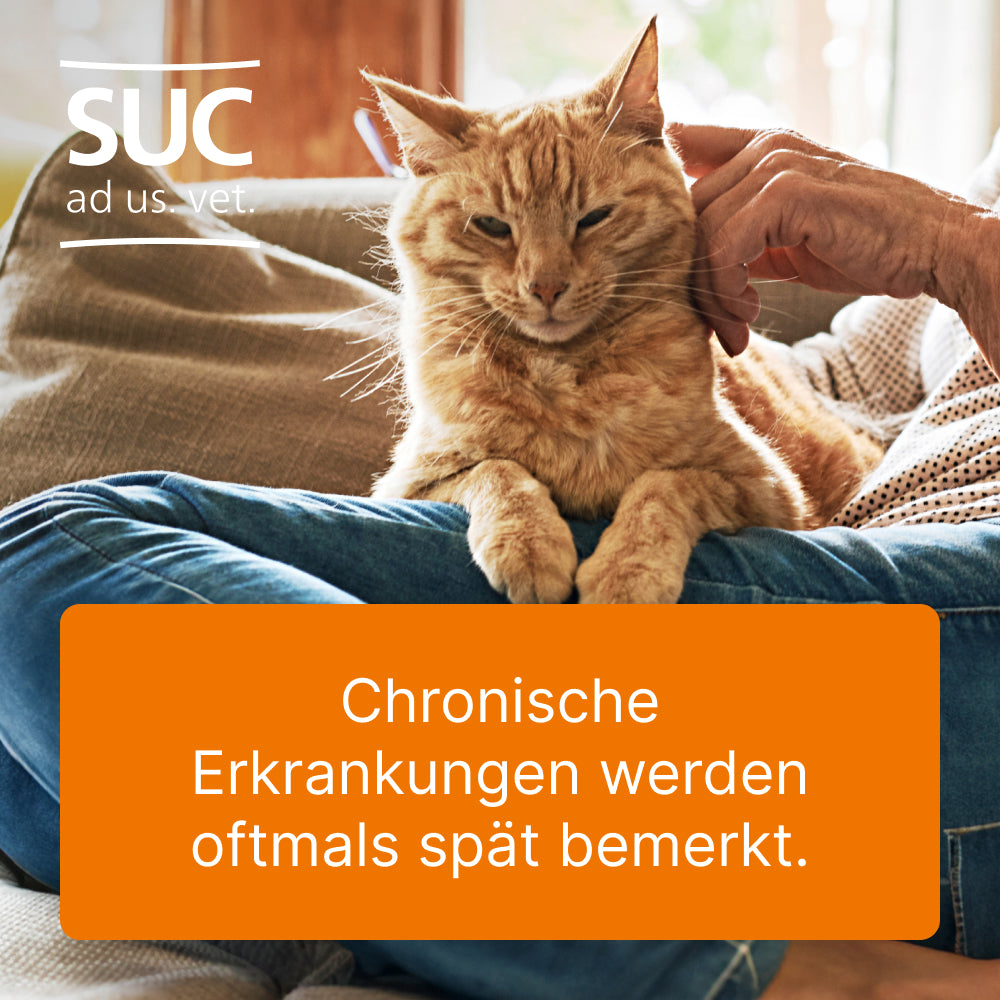Ubichinon compositum Ampullen für Hunde und Katzen I 10 St.