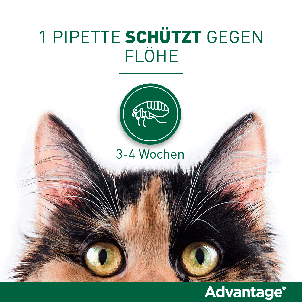 Advantage Spot-On für Katzen & Zierkaninchen | bis 4 kg - 4 St.