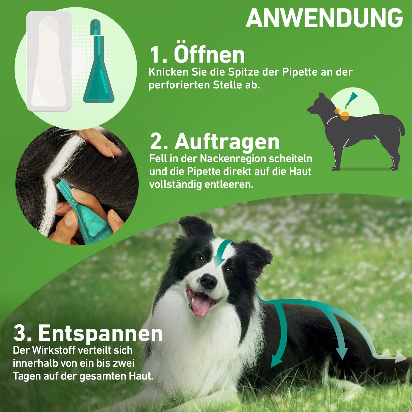 FRONTLINE Combo für Hunde M | von 10 bis 20 kg - 6 St.