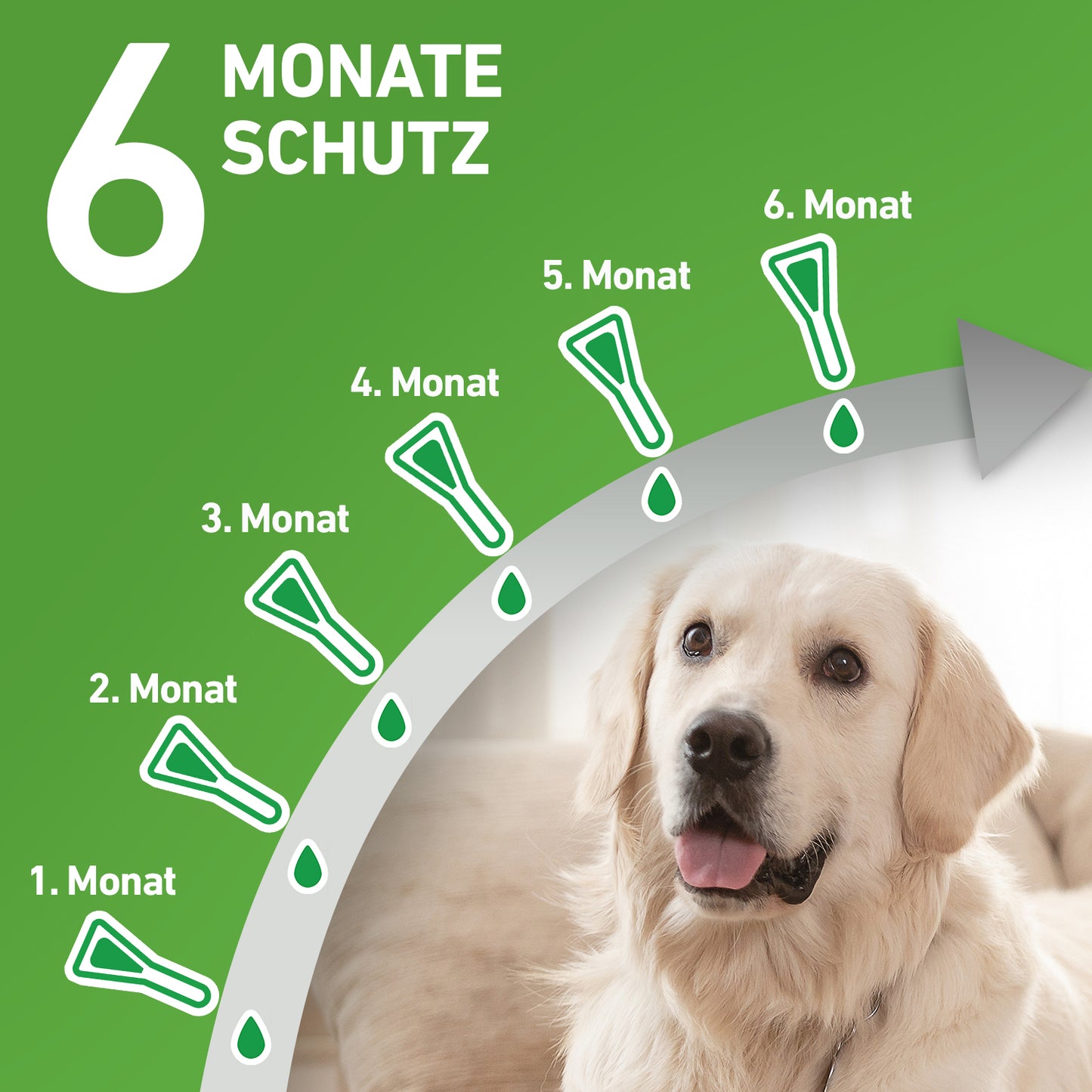 FRONTLINE Combo für Hunde M | von 10 bis 20 kg - 6 St.
