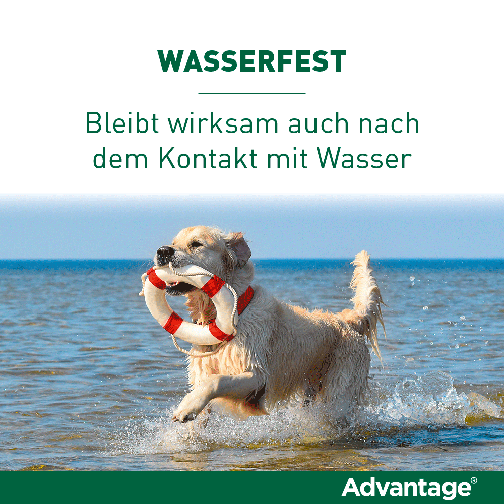 Advantage Spot-On für Hunde | von 4 bis 10 kg - 4 St.