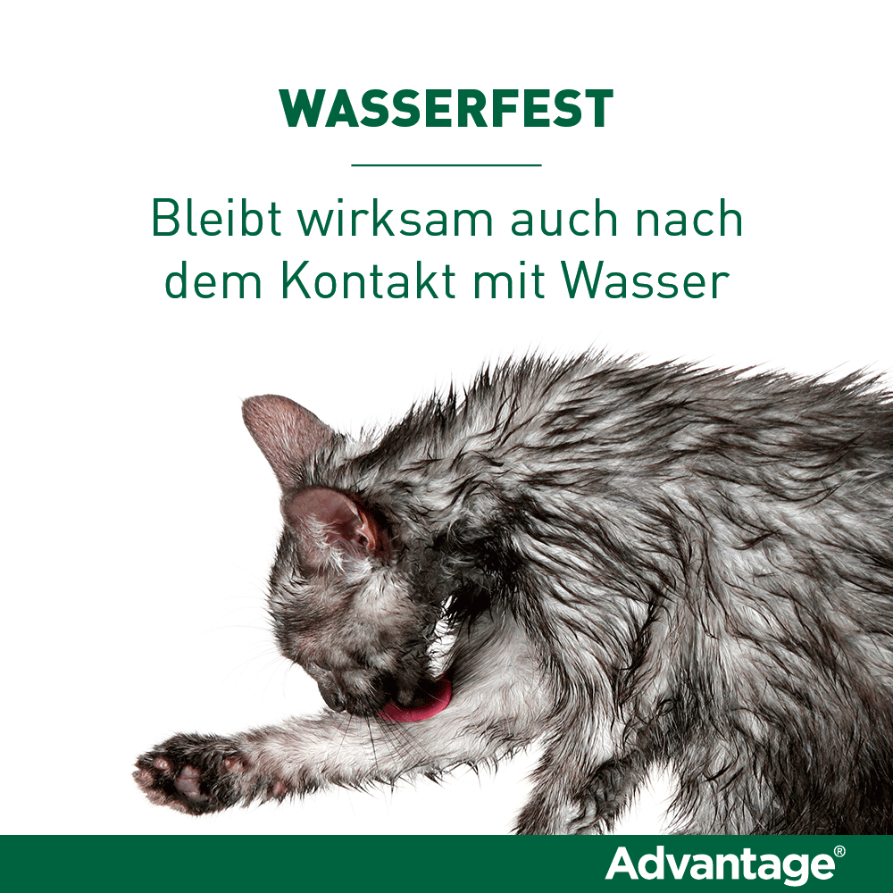 Advantage Spot-On für Katzen & Zierkaninchen | bis 4 kg - 4 St.