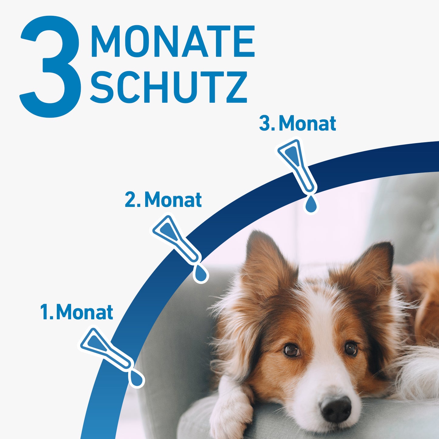 FRONTLINE Spot-On für Hunde S | von 2 bis 10 kg - 3 St.