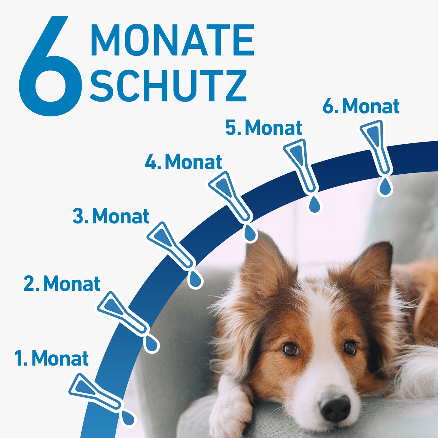 FRONTLINE Spot-On für Hunde L | von 20 bis 40 kg - 6 St.