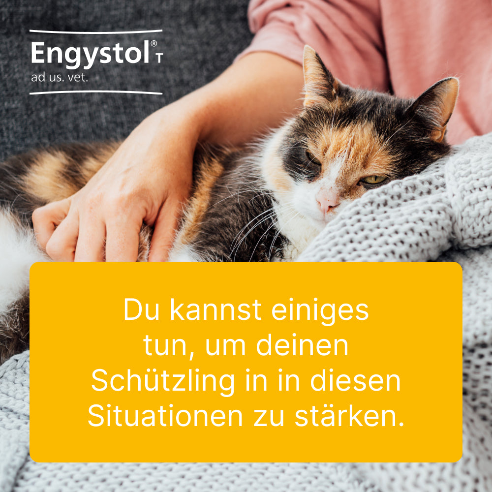 Engystol T Tabletten für Hunde & Katzen | 100 St.