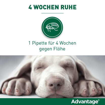 Advantage Spot-On für Hunde | von 10 bis 25 kg - 4 St.