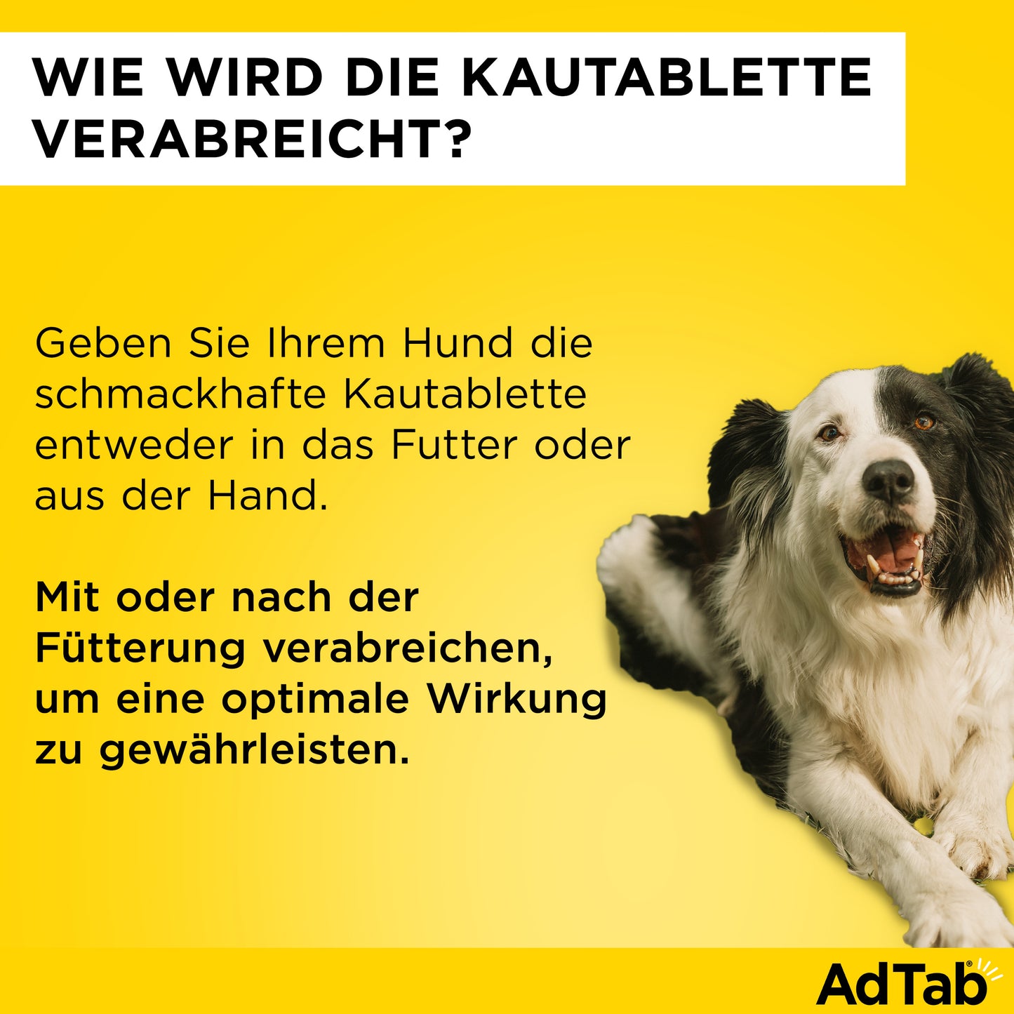 AdTab Kautabletten für Hunde | von 1,3 bis 2,5 kg - 3 St.